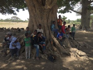 Kids around the fig tree